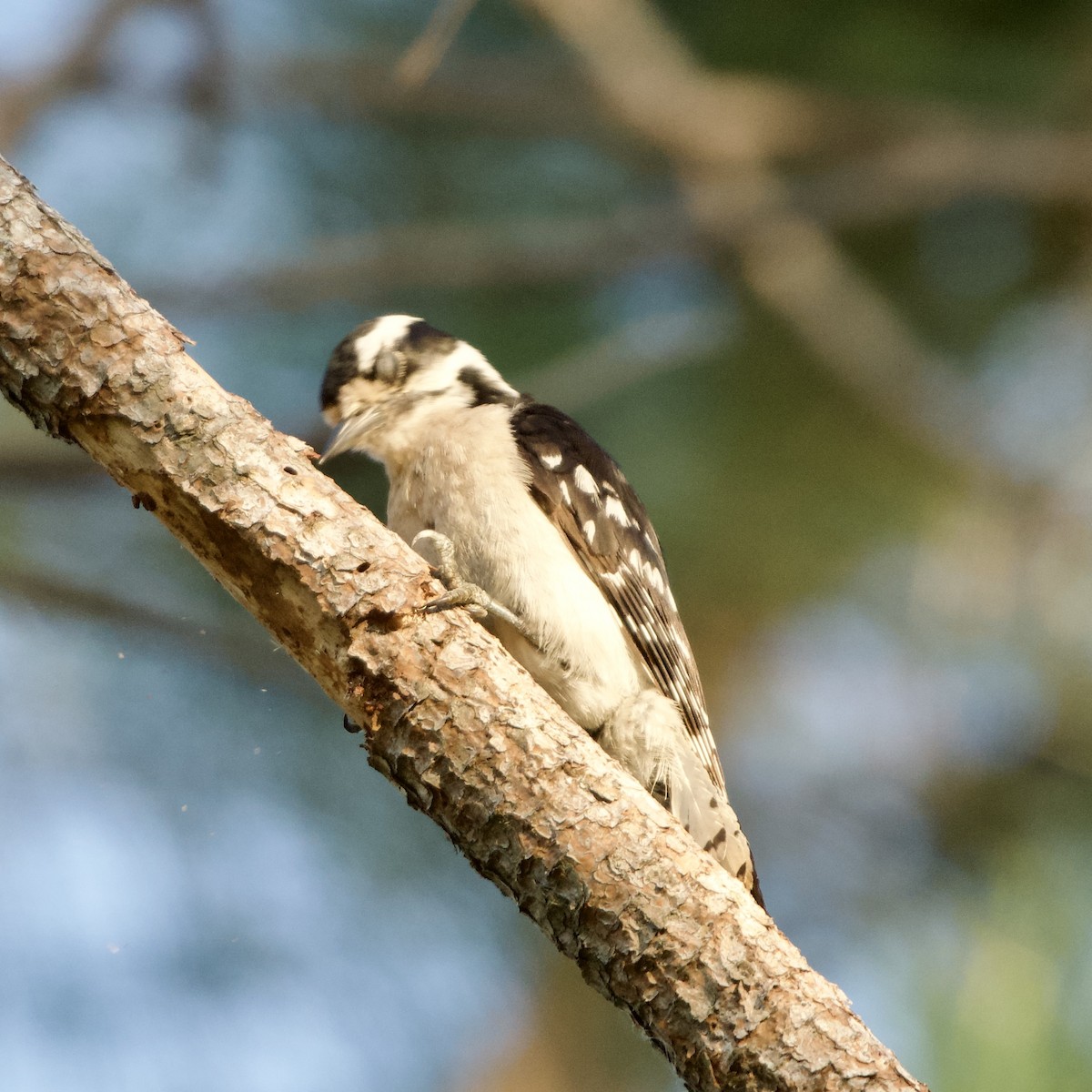 Downy Woodpecker (Eastern) - ML620151576