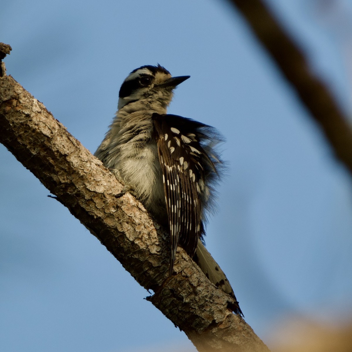 Downy Woodpecker (Eastern) - ML620151577