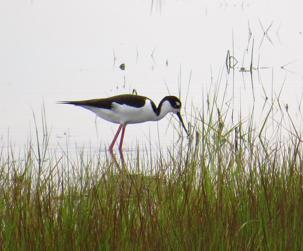 Schwarznacken-Stelzenläufer - ML620151584