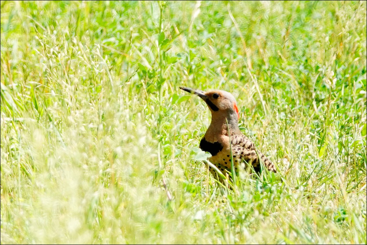 Northern Flicker - ML620151585