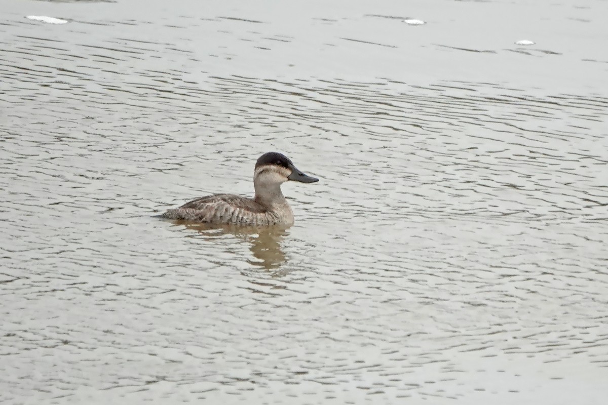 Érismature rousse - ML620151586