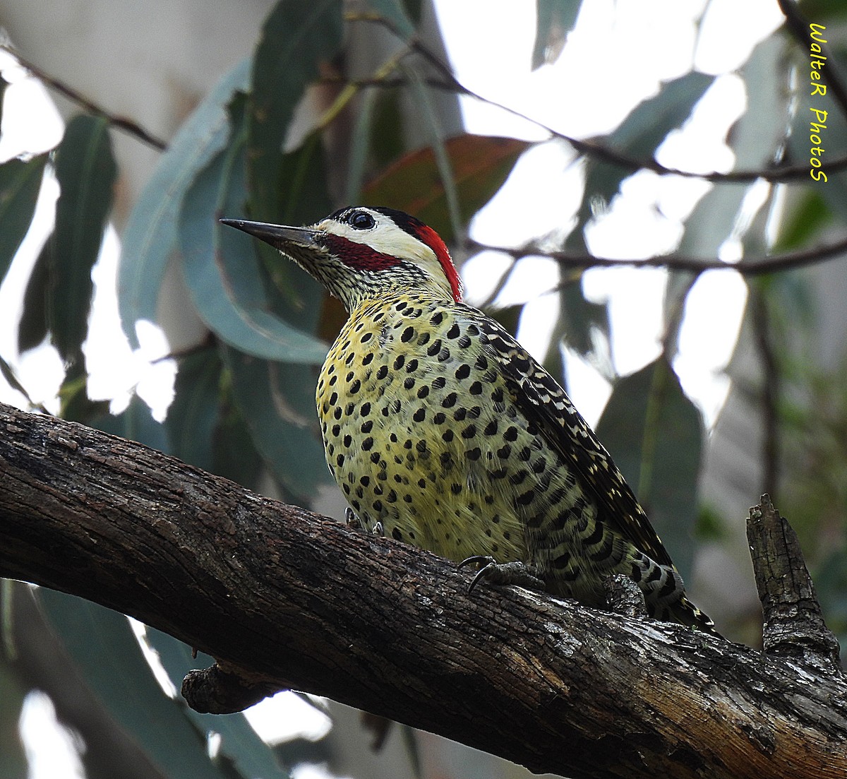 Green-barred Woodpecker - ML620151588