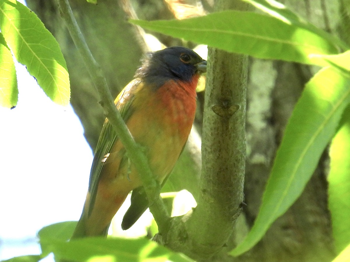 Painted Bunting - ML620151589