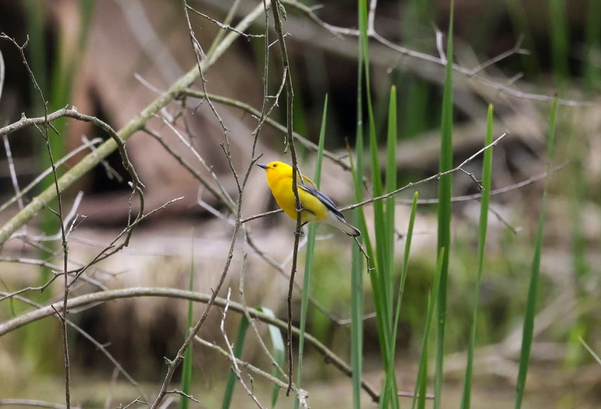 Prothonotary Warbler - ML620151595