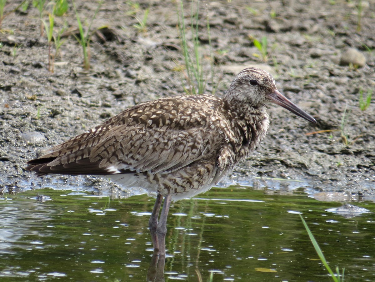 Willet - ML620151598