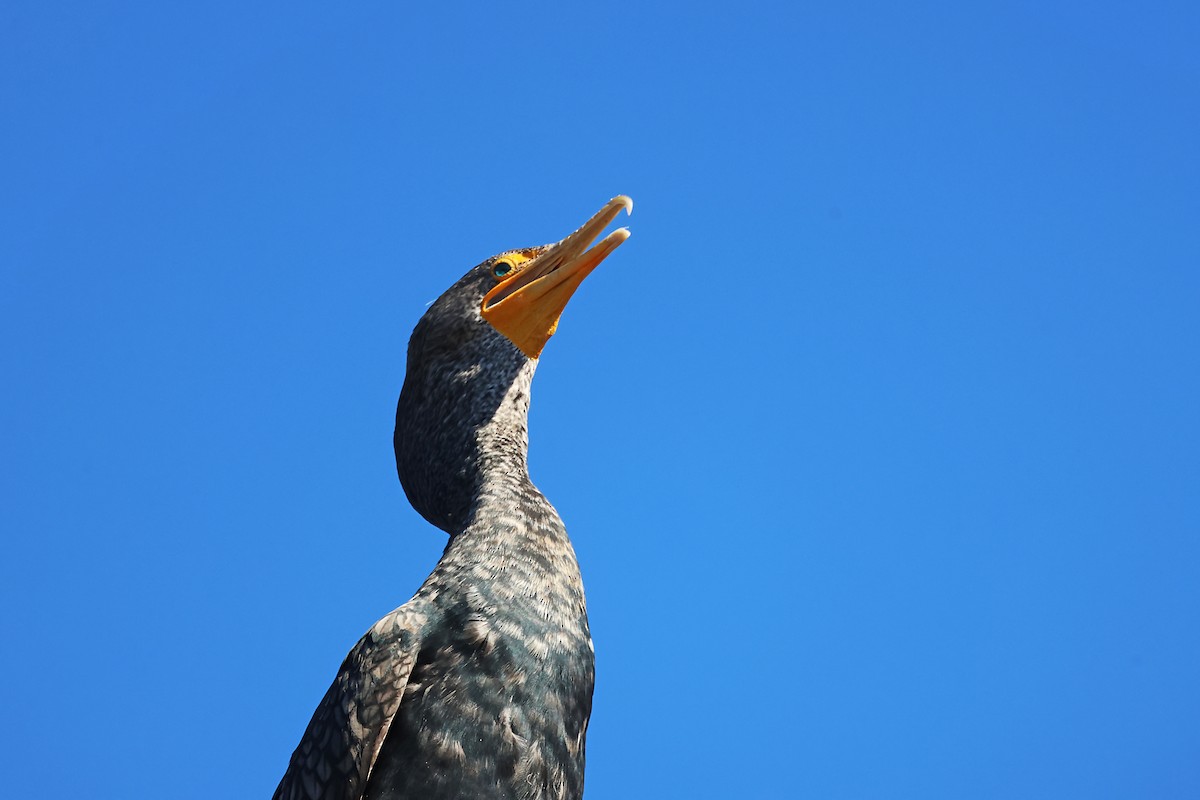 Double-crested Cormorant - ML620151606