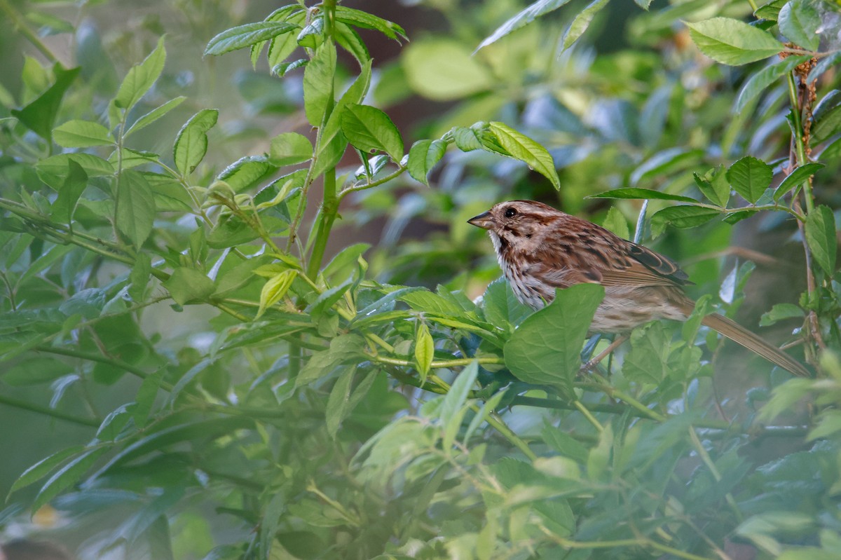 Song Sparrow - Sean  Salazar