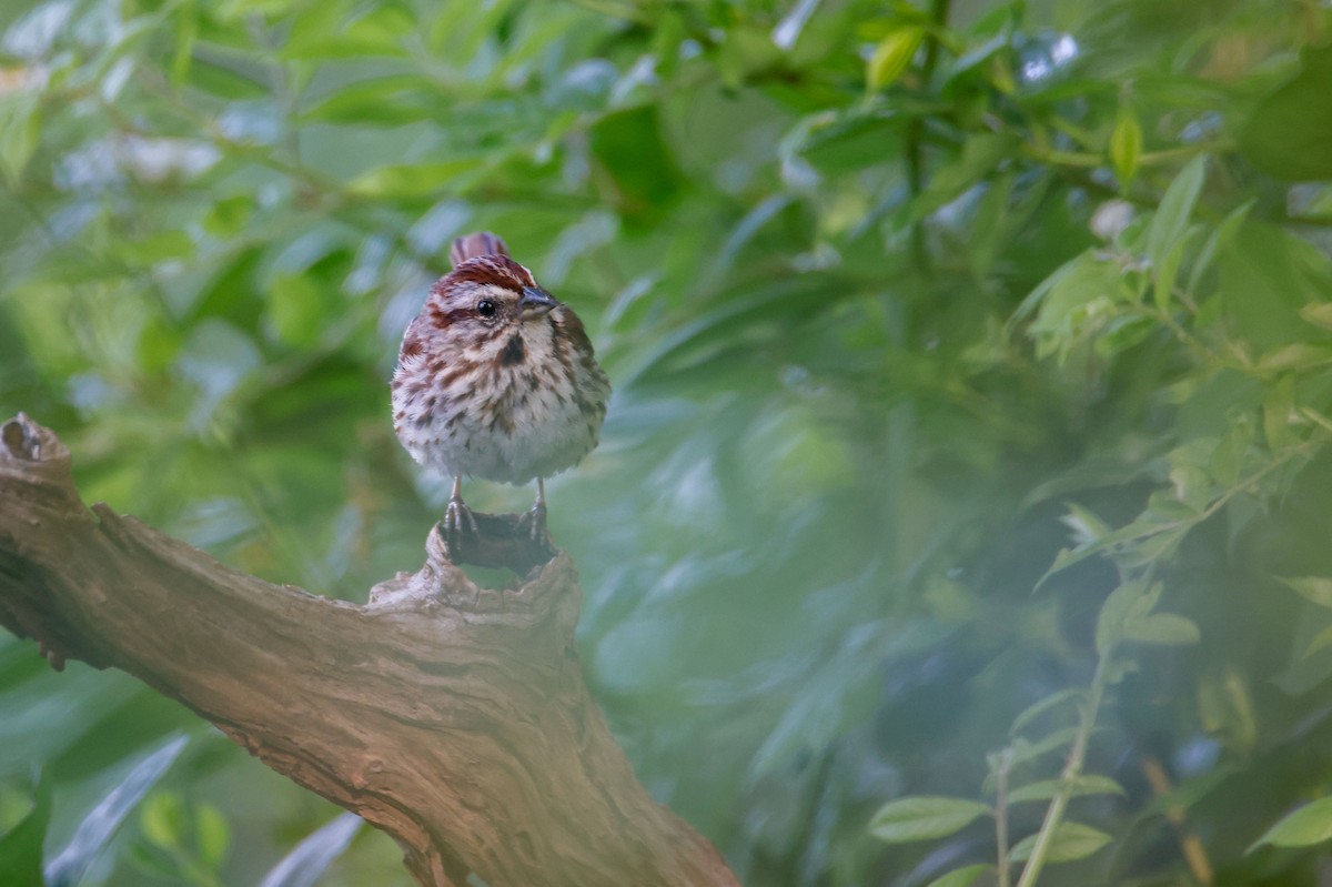 Song Sparrow - ML620151619