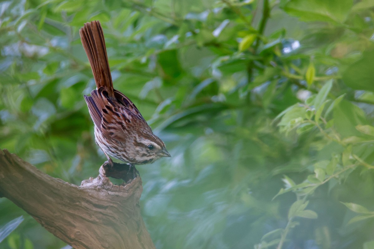 Song Sparrow - ML620151620