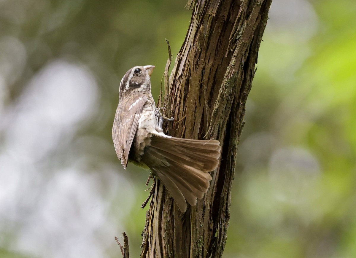 Rose-breasted Grosbeak - ML620151624