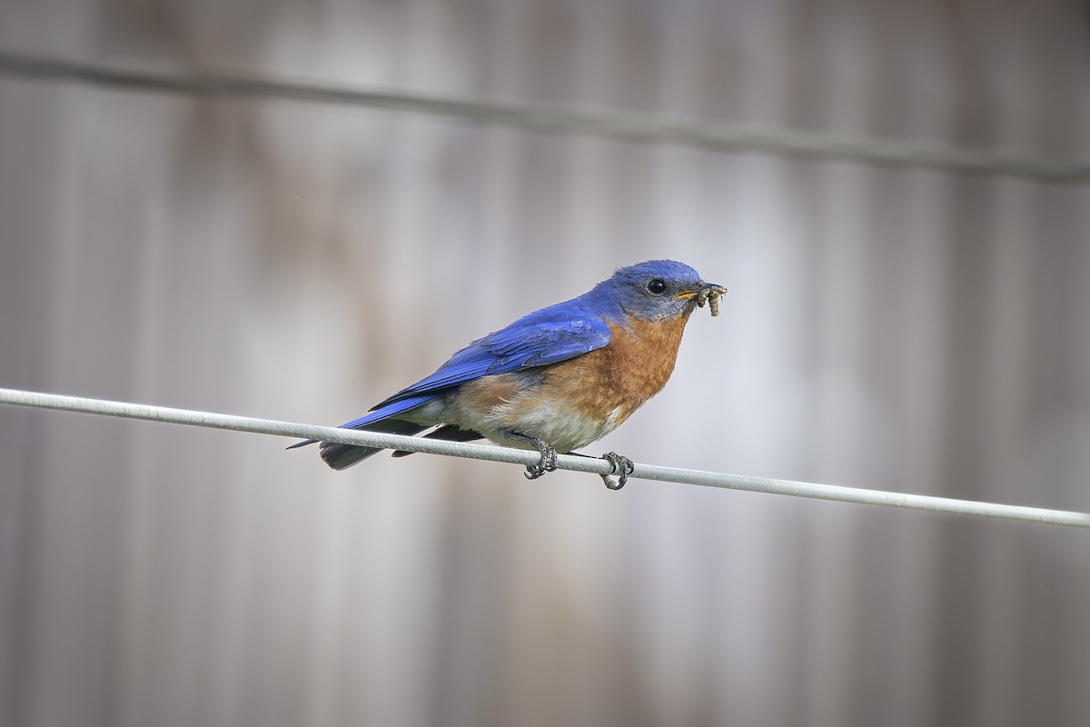 Eastern Bluebird - ML620151633