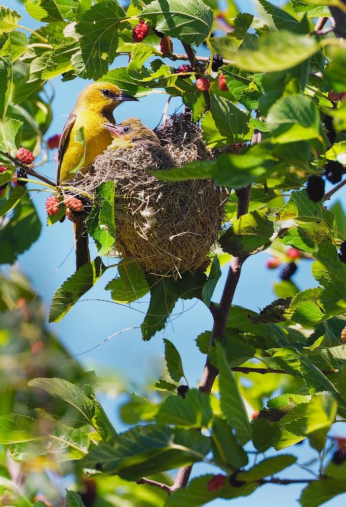 Orchard Oriole - ML620151641