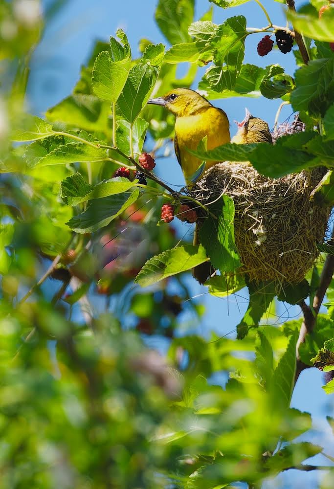 Orchard Oriole - ML620151642