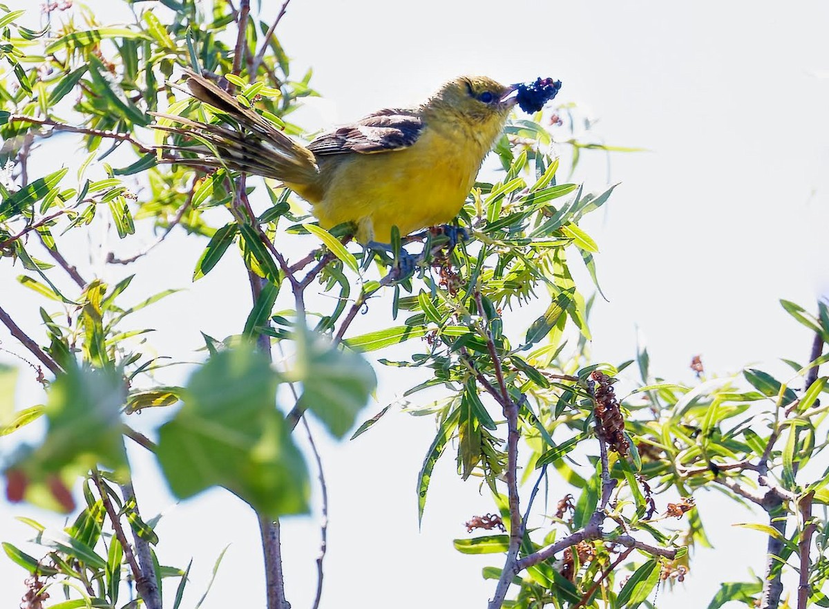 Orchard Oriole - ML620151643