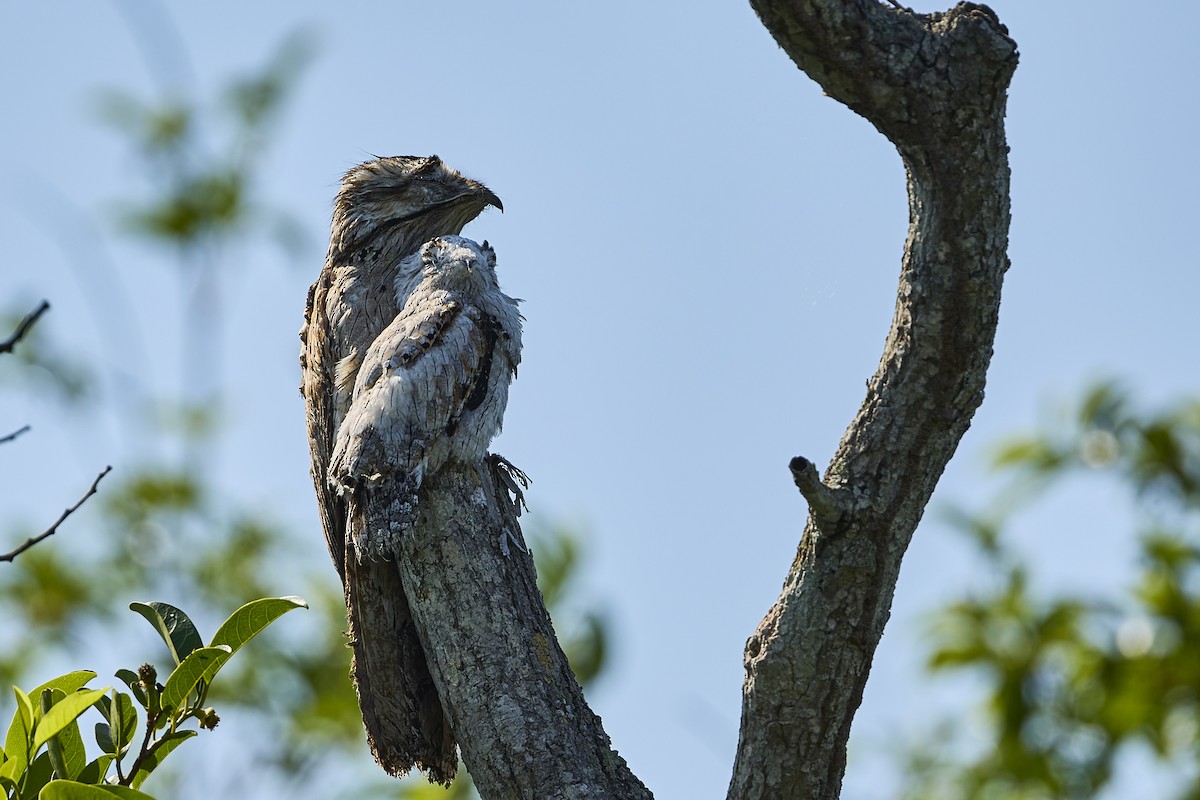 Northern Potoo - ML620151658