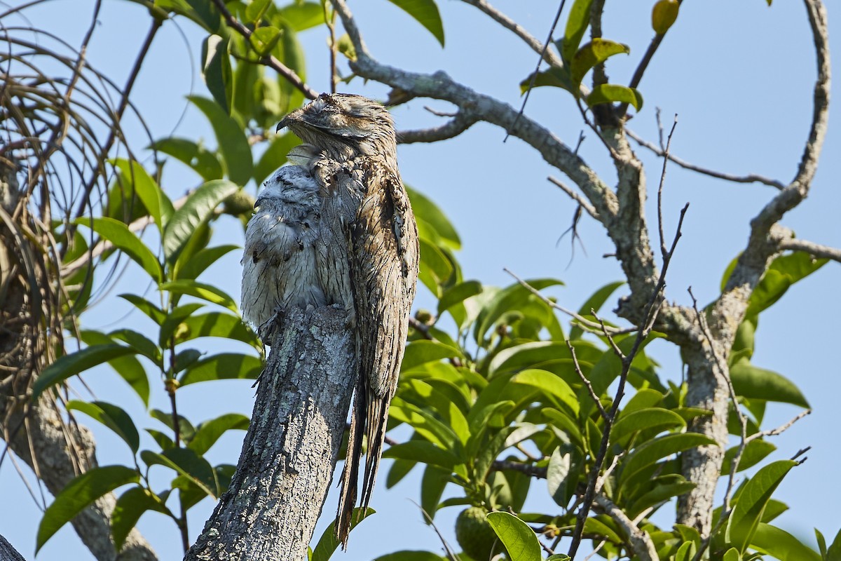 Northern Potoo - ML620151673