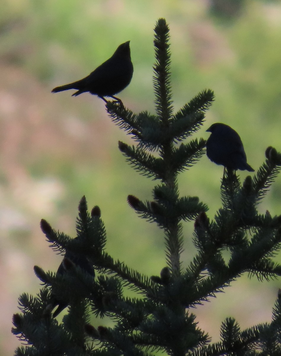 Brown-headed Cowbird - ML620151678