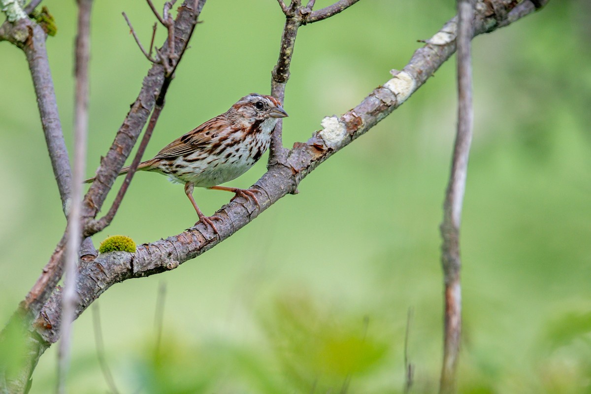 Song Sparrow - ML620151694