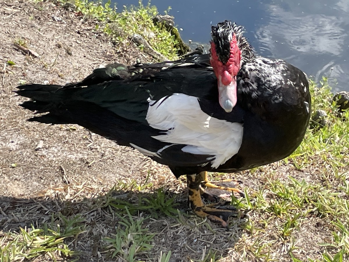 Muscovy Duck (Domestic type) - ML620151723