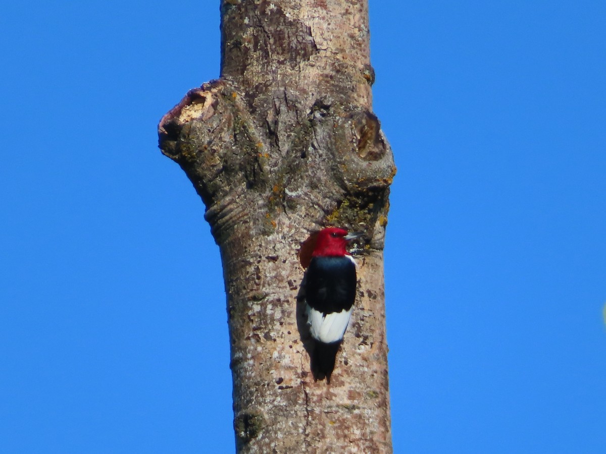 Red-headed Woodpecker - ML620151731
