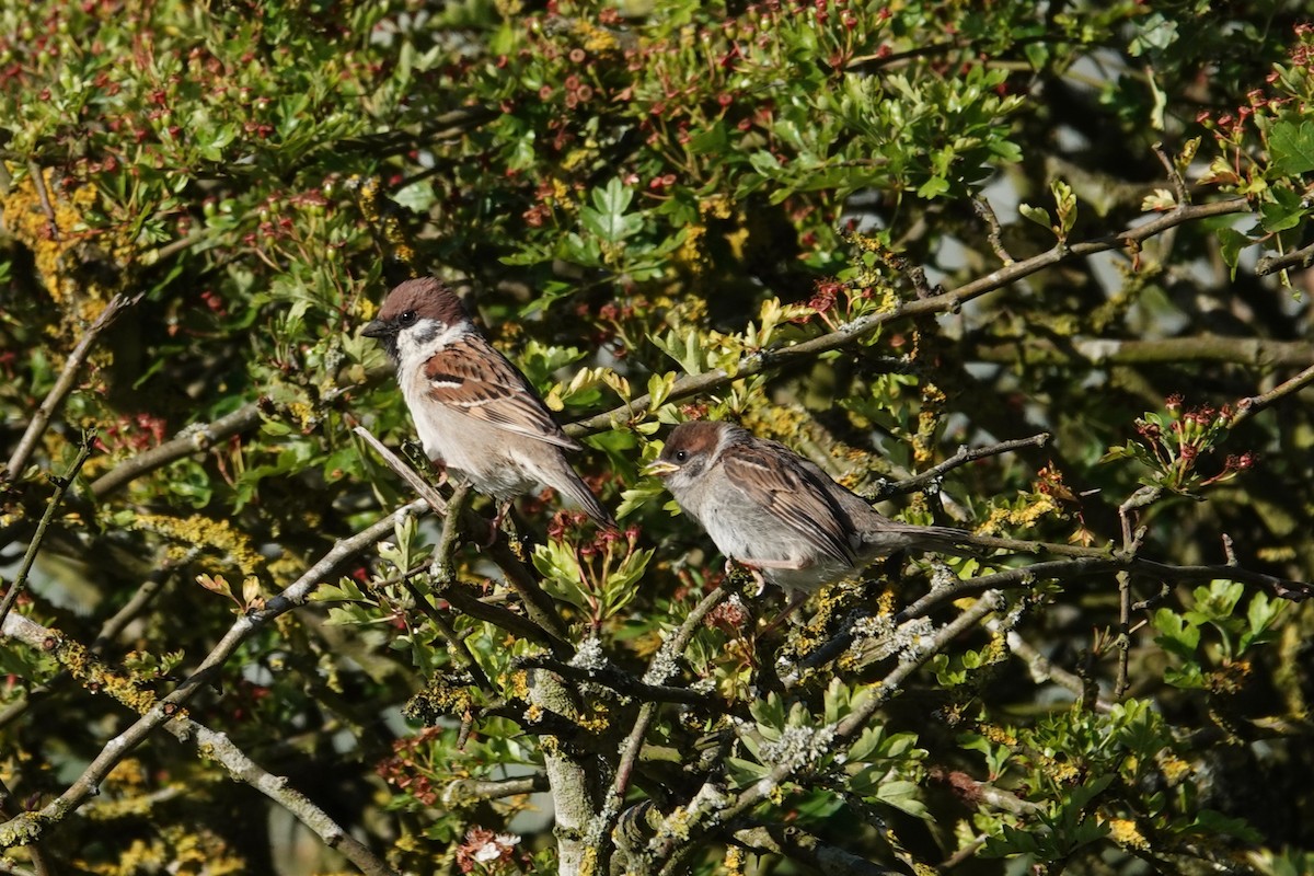 Eurasian Tree Sparrow - ML620151732