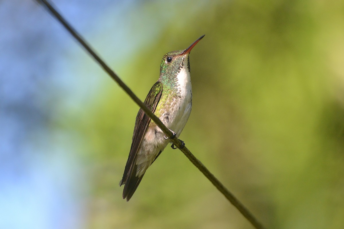 kolibřík pestrý - ML620151734