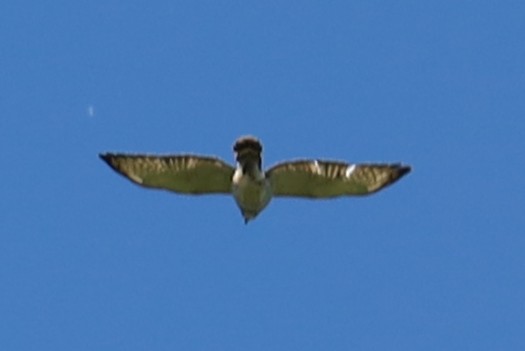 Broad-winged Hawk - ML620151746