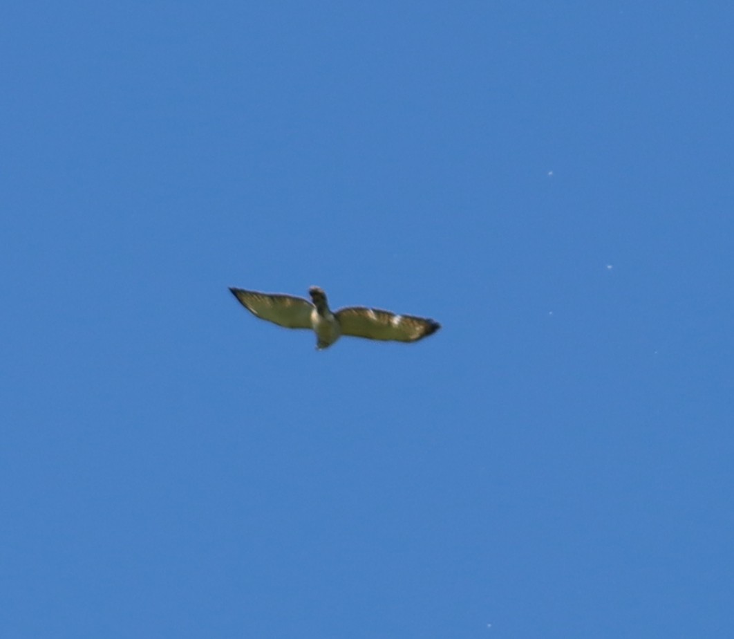Broad-winged Hawk - ML620151747