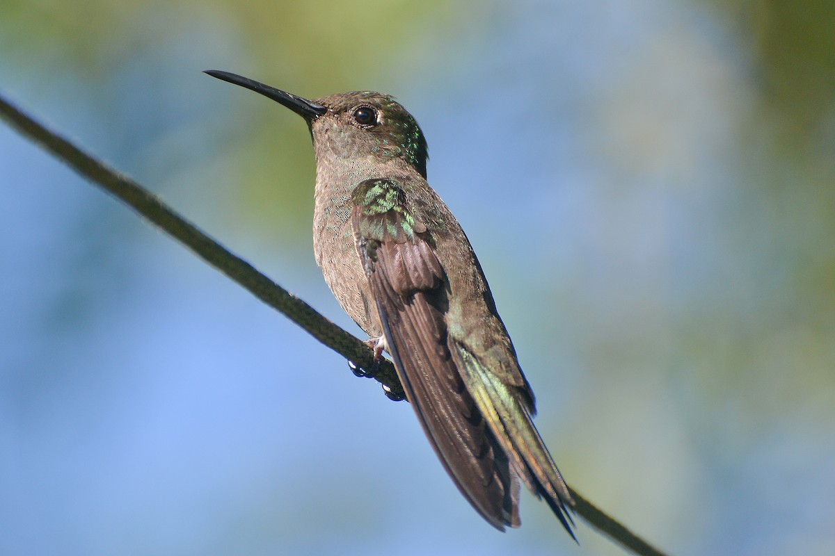 Sombre Hummingbird - ML620151758