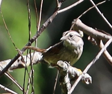 Swamp Sparrow - ML620151774