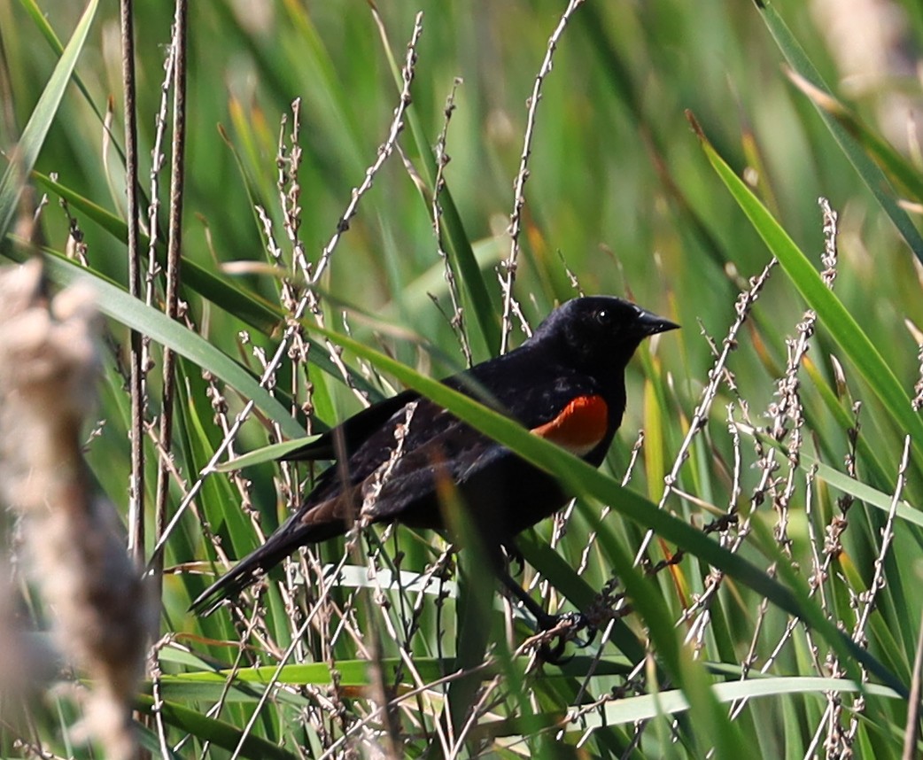 Red-winged Blackbird - ML620151779