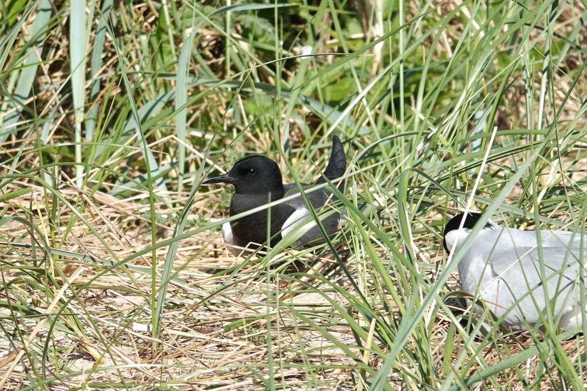 Black Tern (American) - ML620151793
