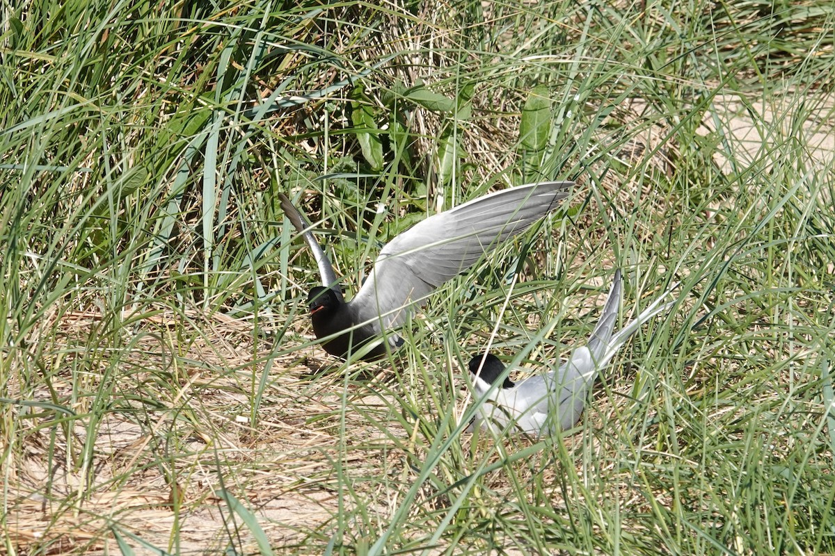 Black Tern (American) - ML620151794