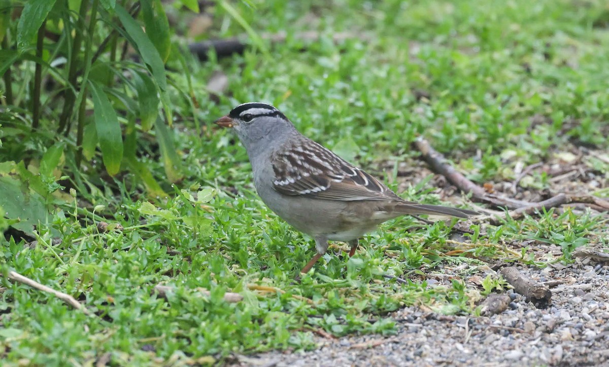 White-crowned Sparrow - ML620151806