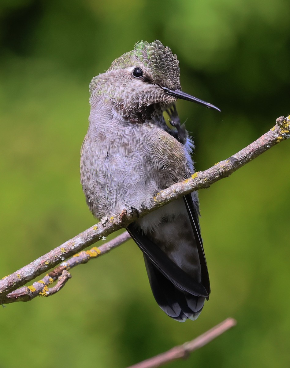Anna's Hummingbird - ML620151813