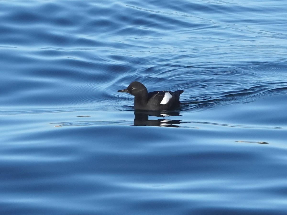 Pigeon Guillemot - Norman Uyeda