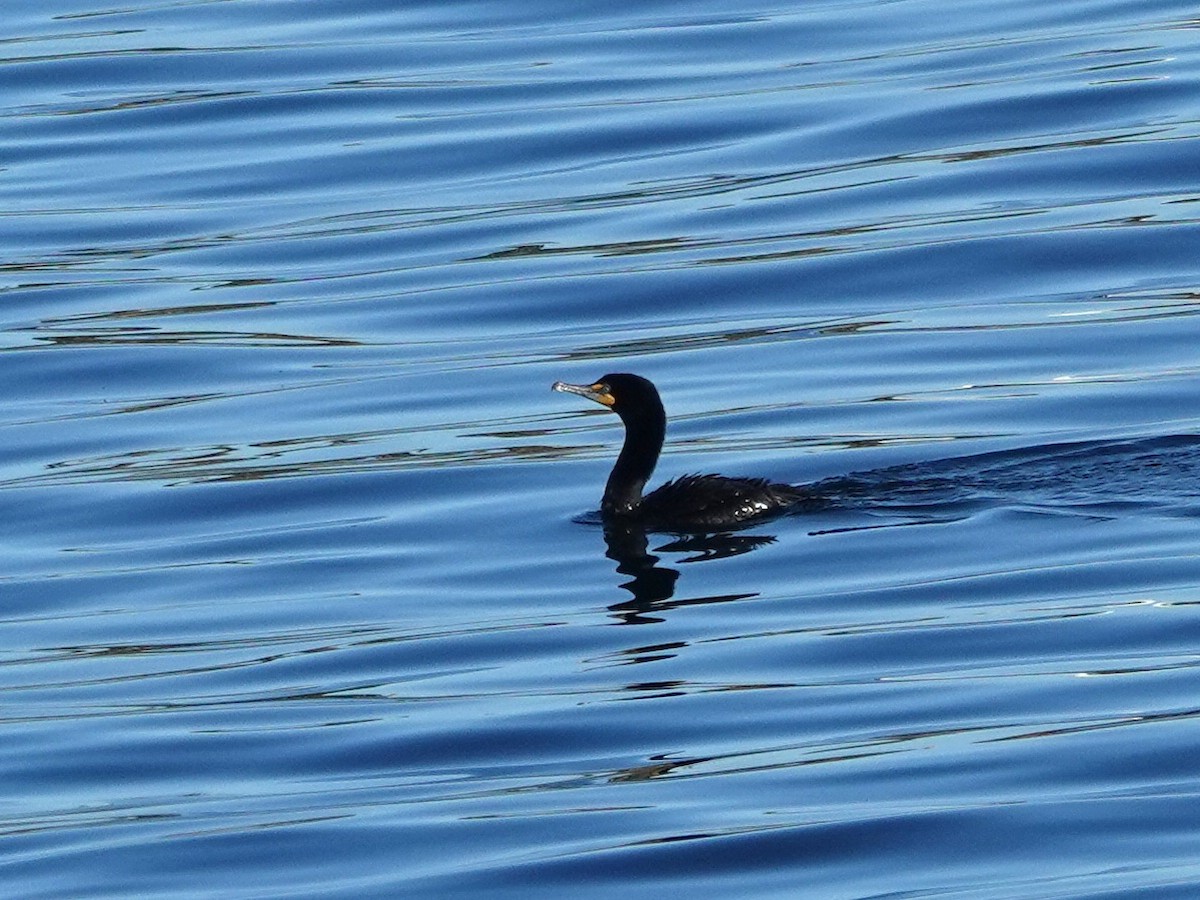 Cormoran à aigrettes - ML620151842