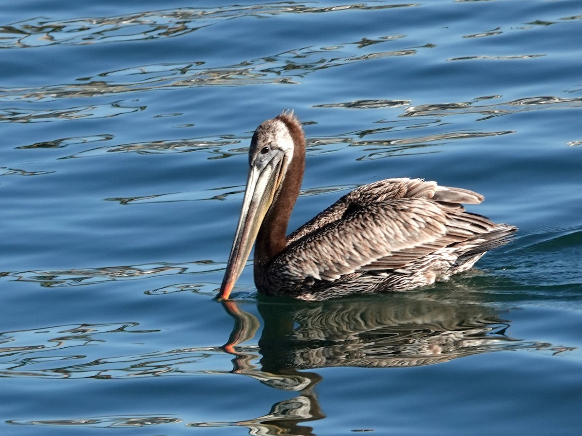 Brown Pelican - ML620151846