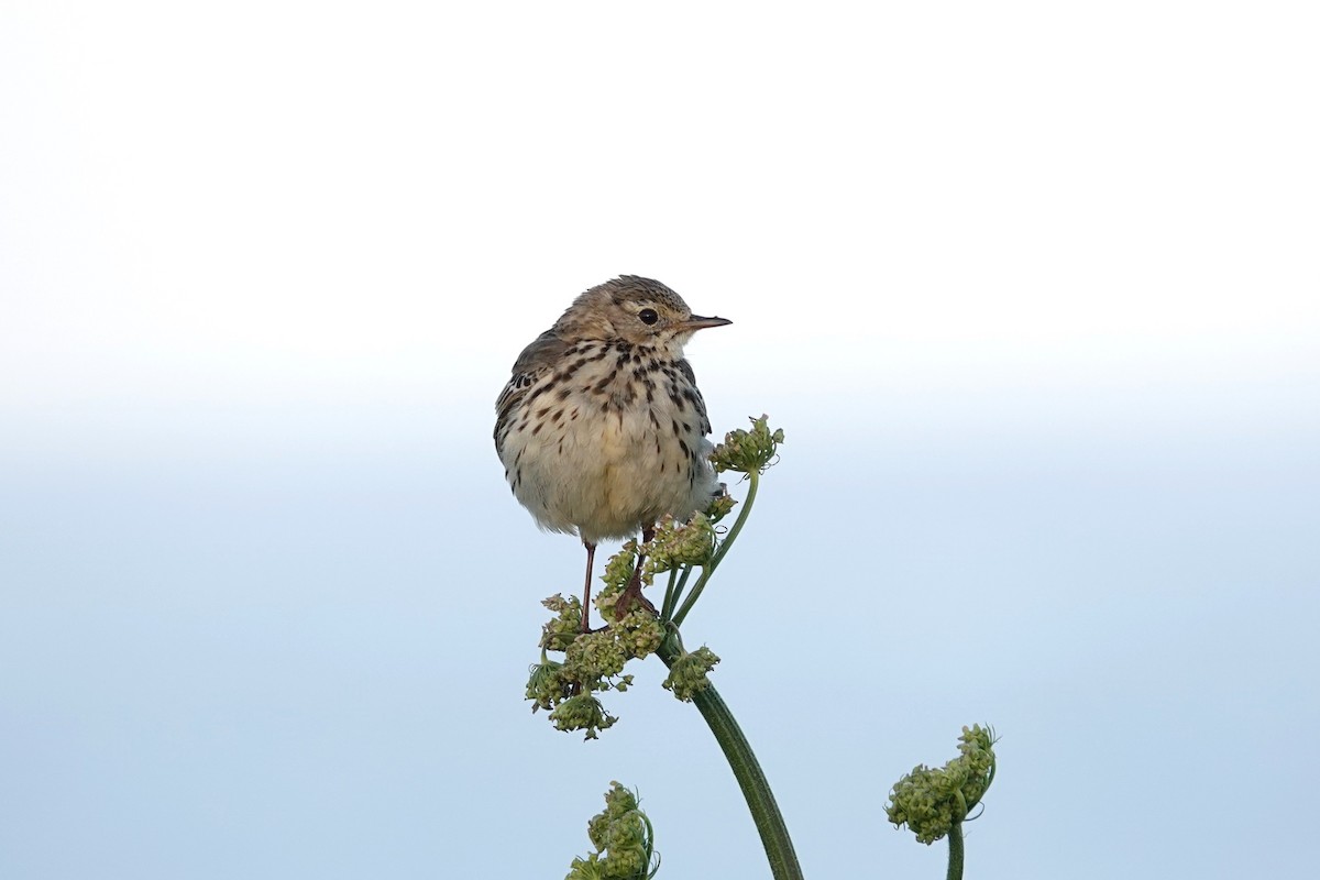 Meadow Pipit - ML620151869