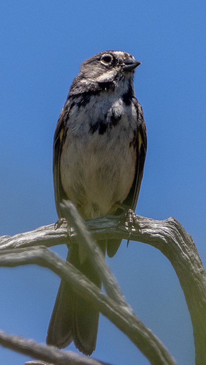 Bell's Sparrow - ML620151907