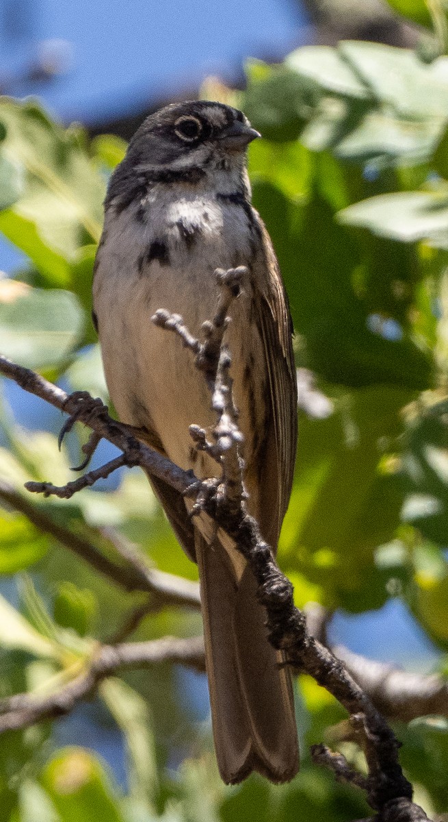 Bell's Sparrow - Sam Zuckerman