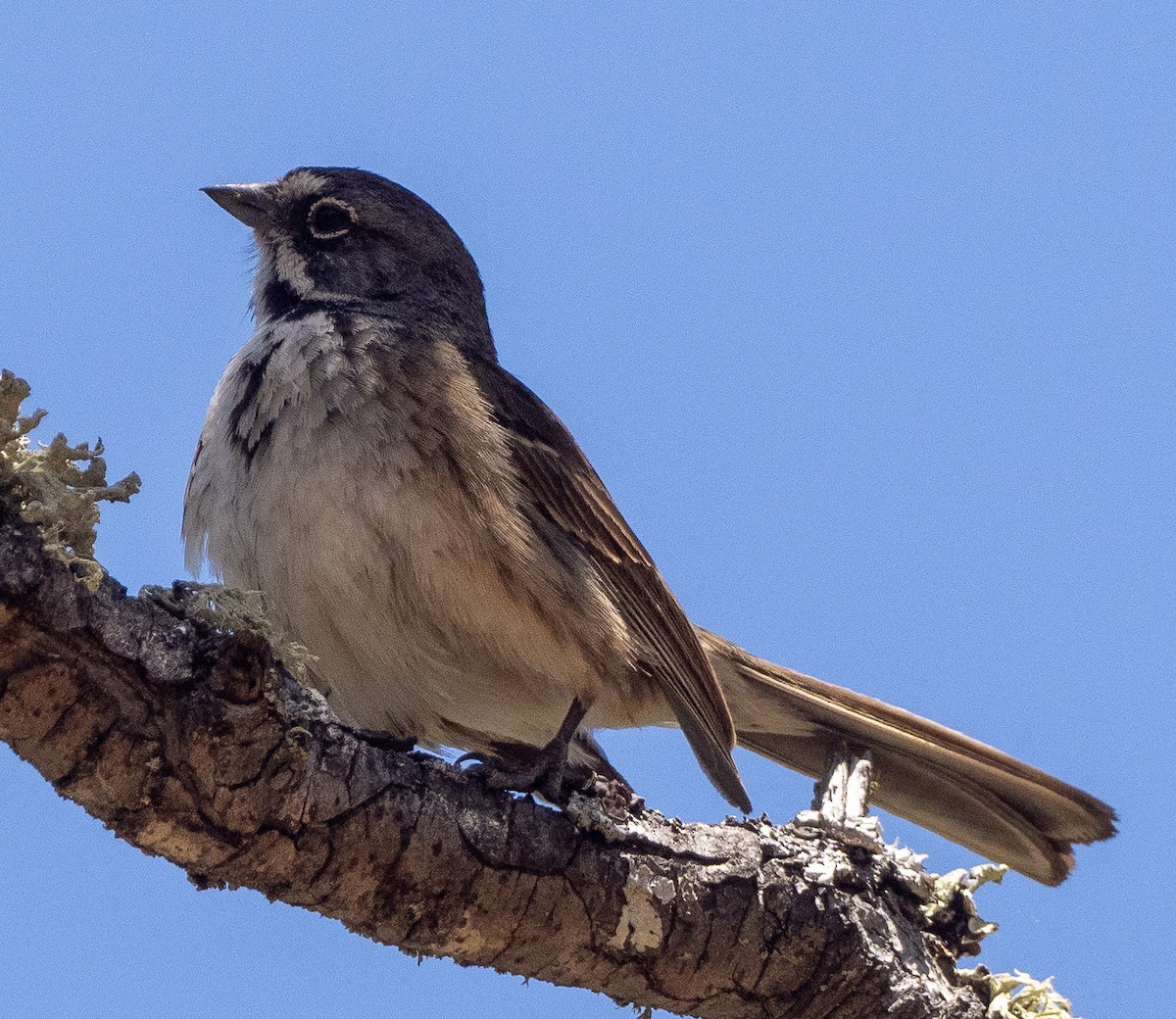 Bell's Sparrow - ML620151933