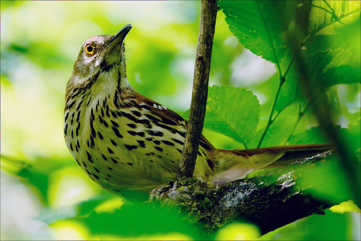 Brown Thrasher - ML620151949