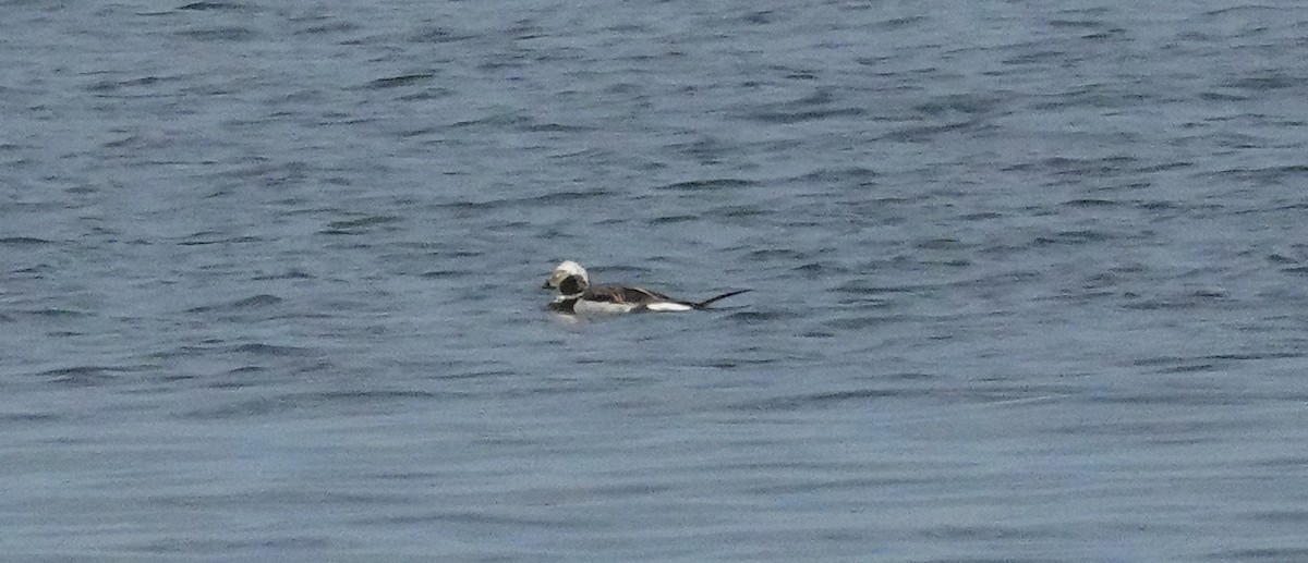 Long-tailed Duck - ML620151962