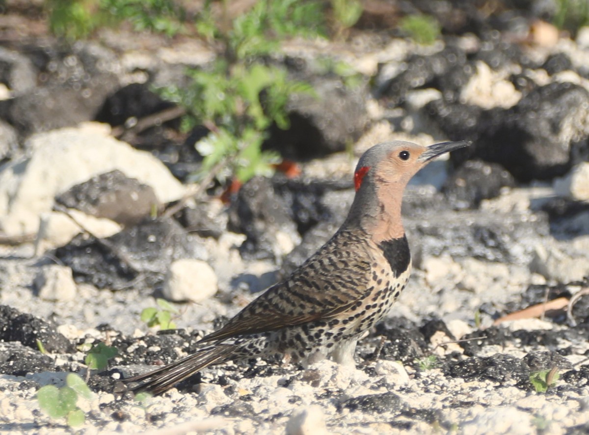 Northern Flicker - ML620151973