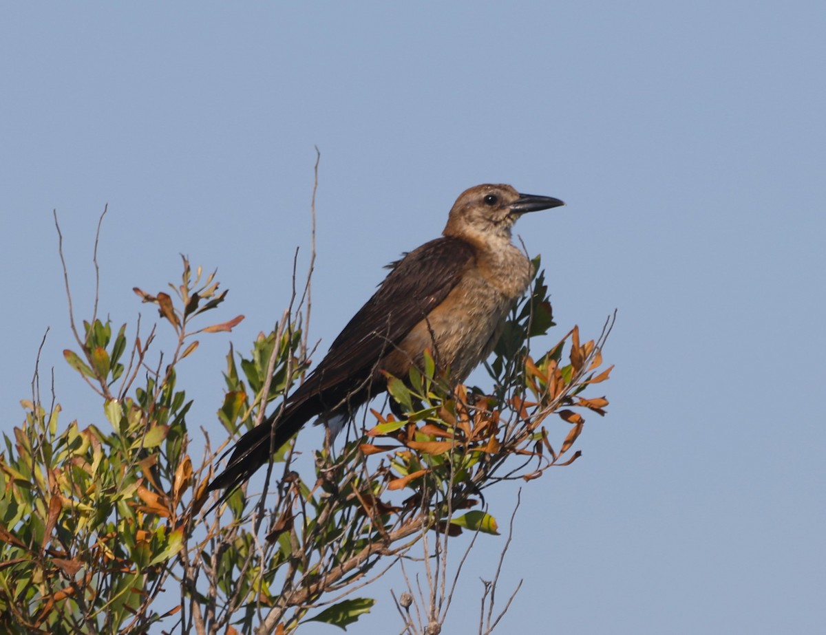 Boat-tailed Grackle - ML620151979