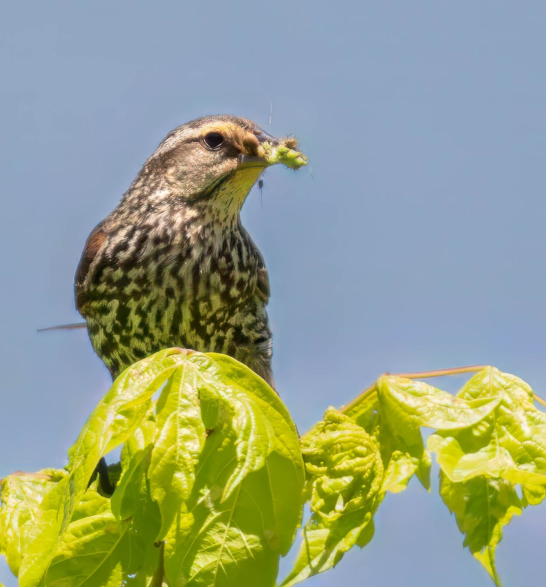 Red-winged Blackbird - ML620151983