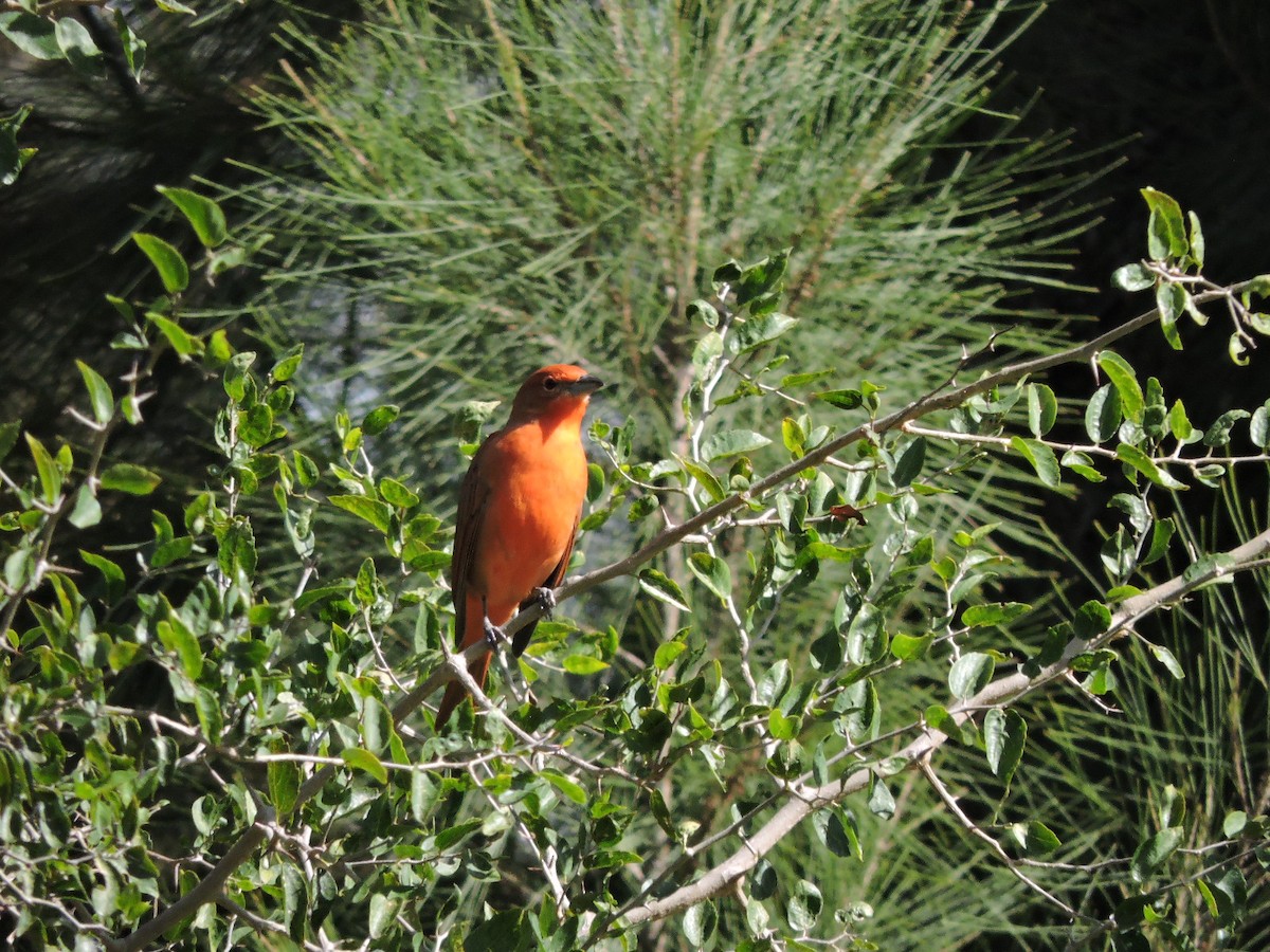 Hepatic Tanager - ML620151995