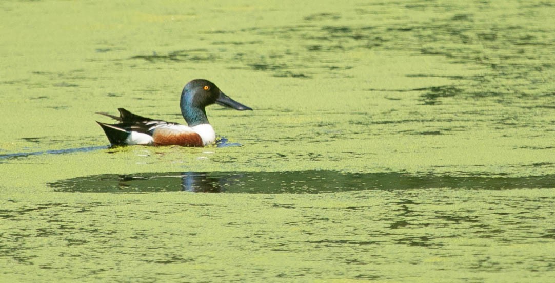 Northern Shoveler - ML620152007