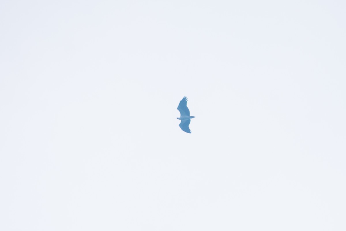 Белобрюхий орлан - ML620152012